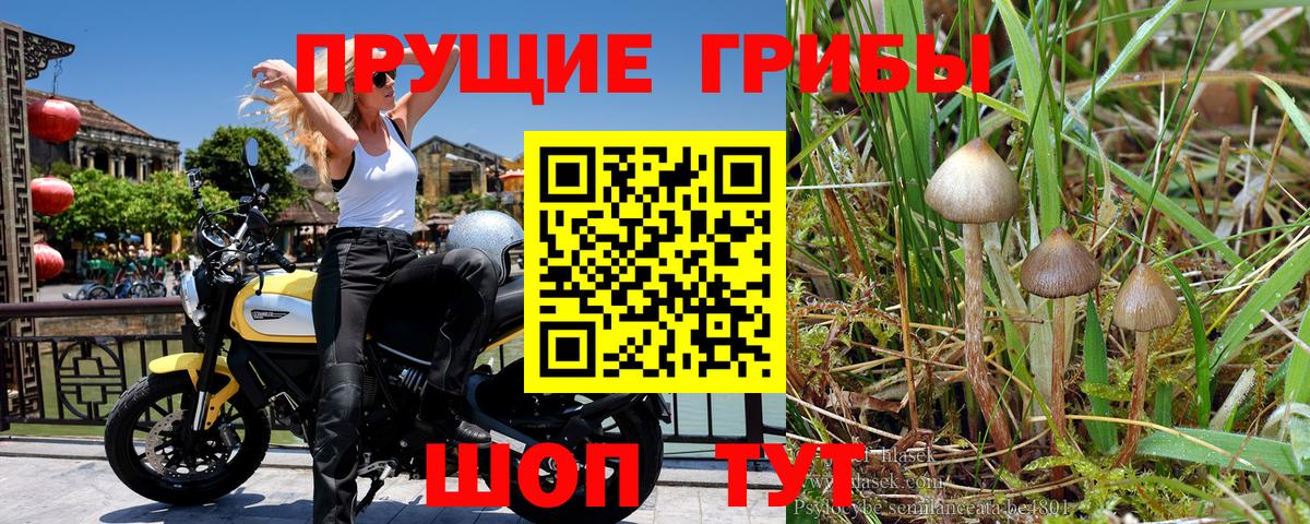 Балтийск  Псилоцибиновые грибы Psilocybine cubensis  Вход с VPN 